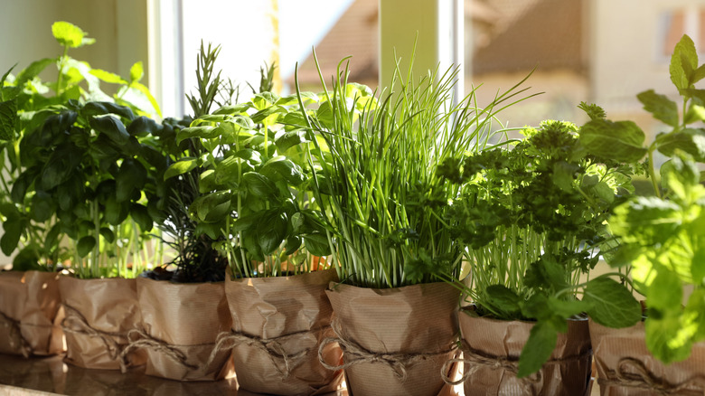 Assorted kitchen herbs on a windowsill