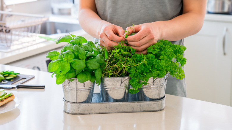 A person picking home grown kitchen herbs