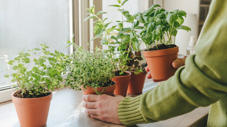 man holding indoor potted kitchen herbs