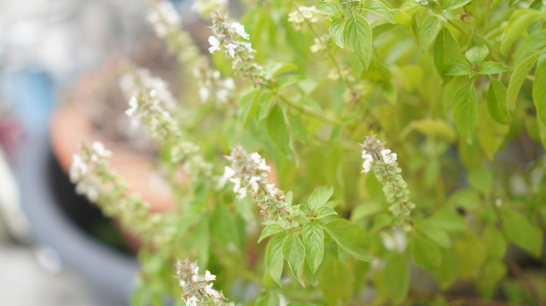 Basil variety in a pot in flower