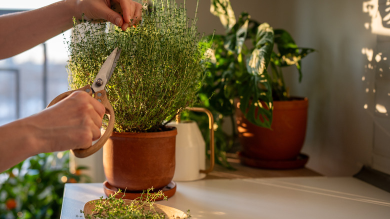 A person trimming a rosemary plant