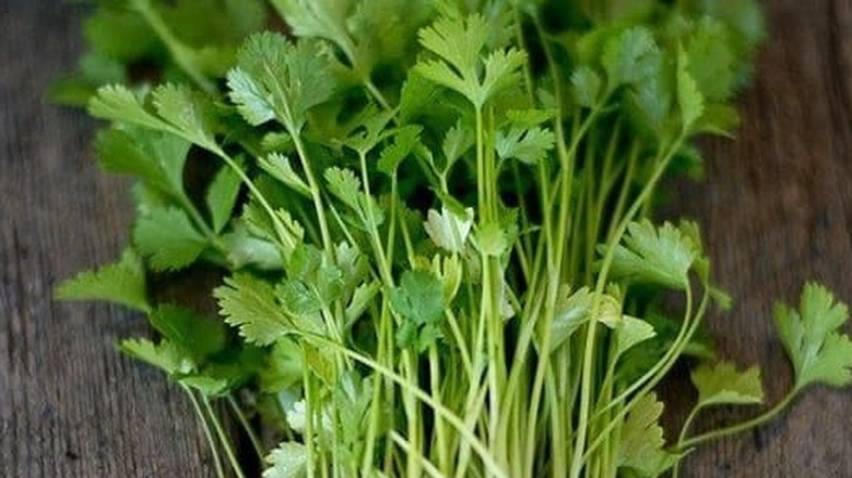 A closeup of cilantro stems and leaves