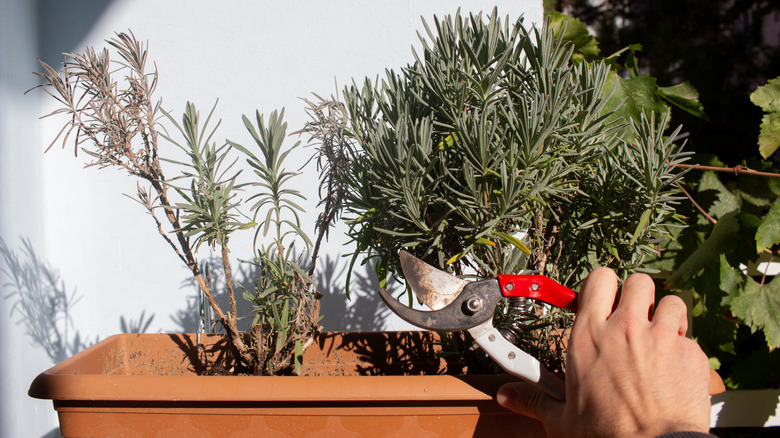 A person pruning a lavender plant