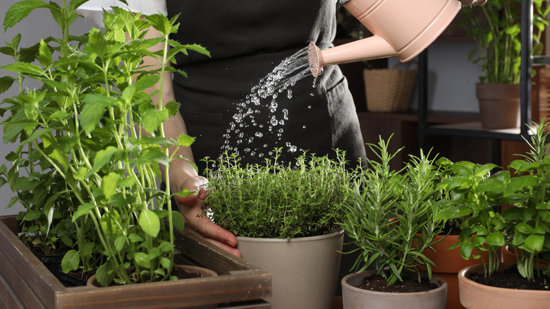 A watering can pouring on indoor herb collection