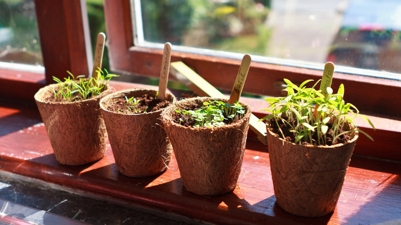 Starter herbs on a wood windowsill