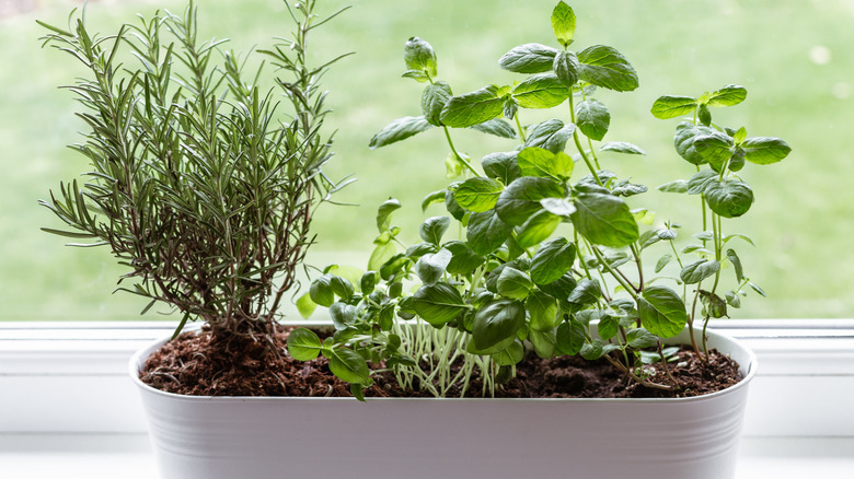 Herbs growing together in pot