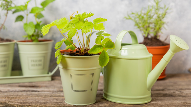 Herbs in metal pots and a watering can