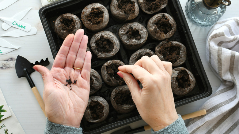 Hands planting herb seeds