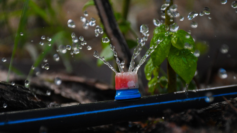 Drip irrigation for blueberries