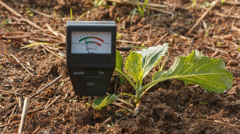 Using pH meter to test soil