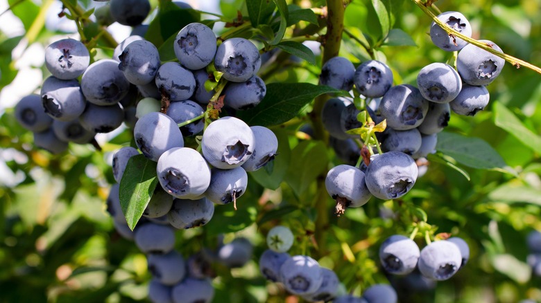 Blueberries on a bush