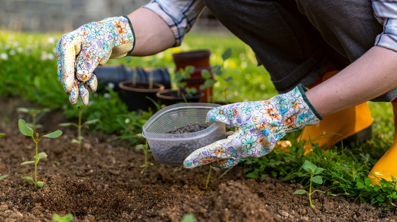 A gardener in floral gloves adds fertilizer to soil