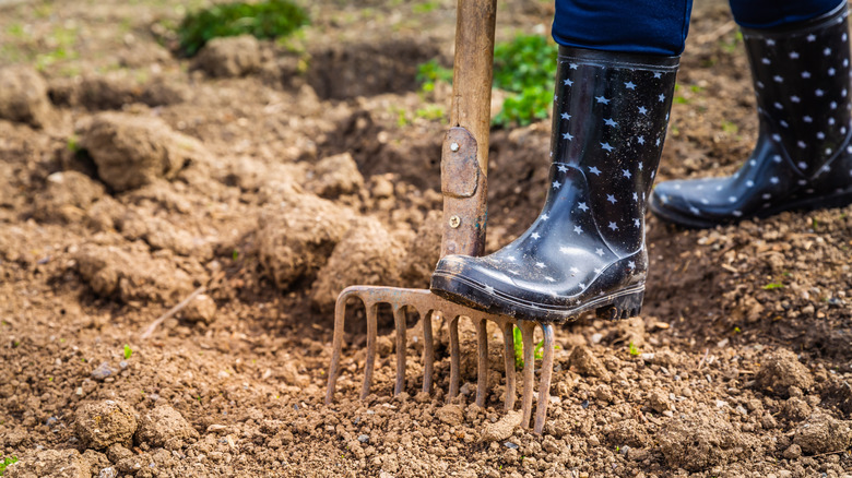 A gardener uses a rake to dig into soil