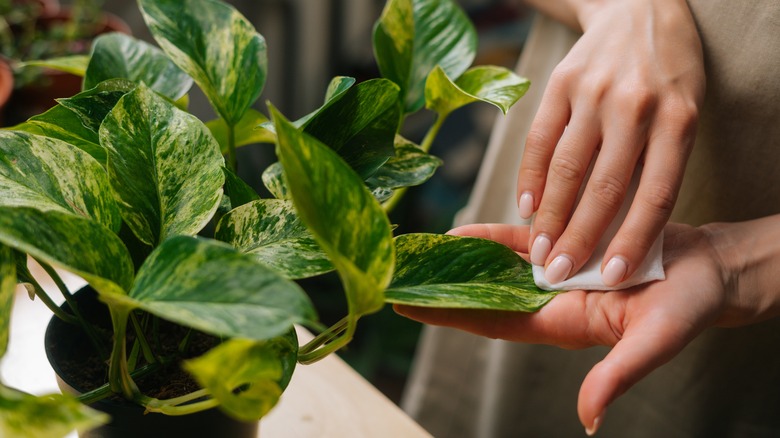 woman dusting indoor potted plants