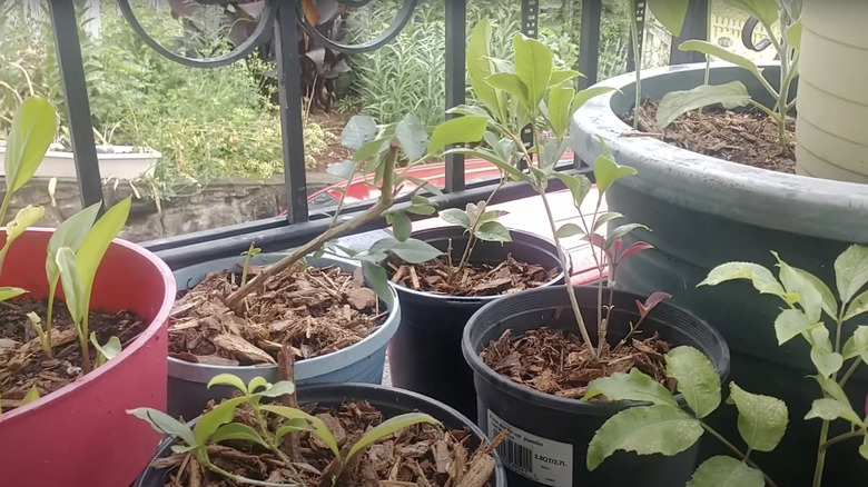 container garden filled with mulch