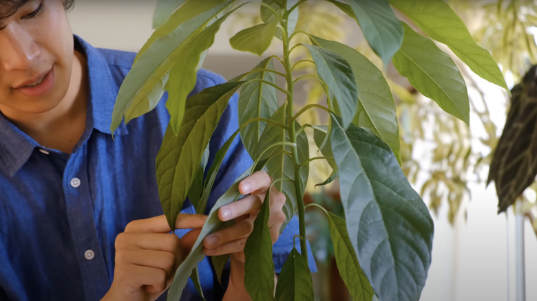 young man treating houseplants for pests