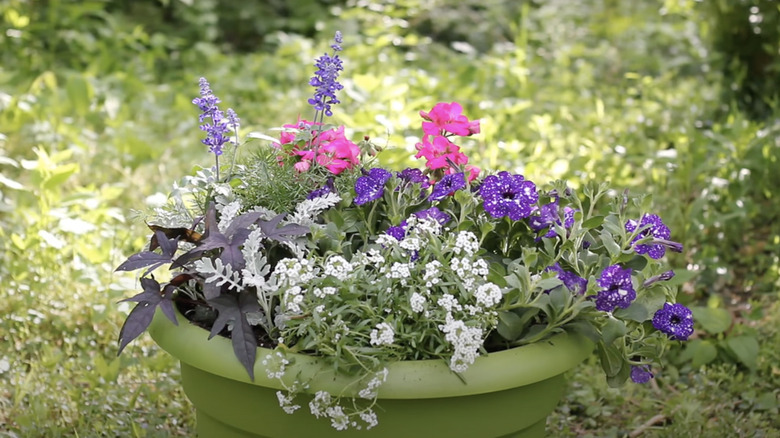 flowers vines and ferns in outdoor pot