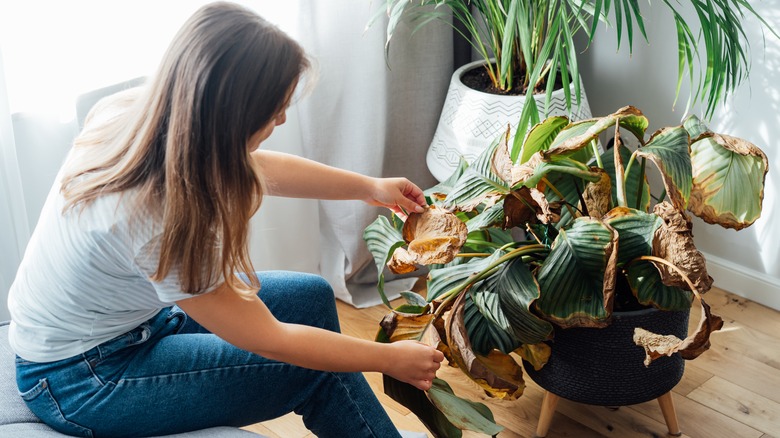 woman investigating dried out monstera