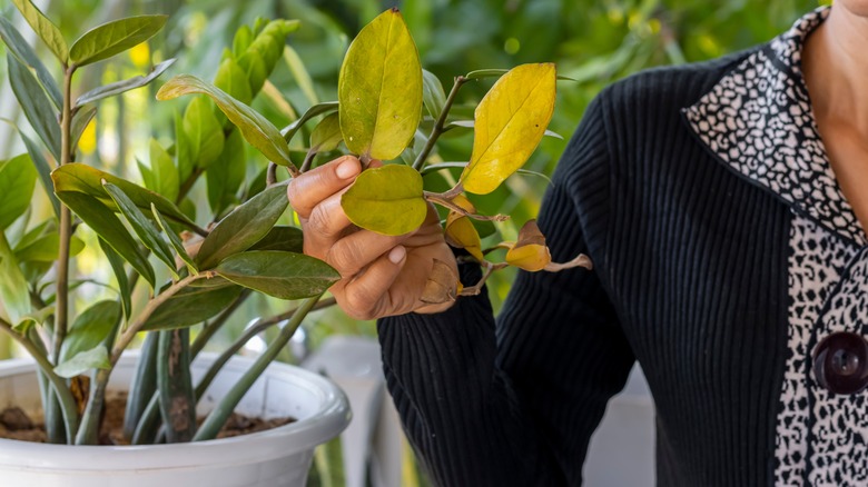 woman holding leaves of overwatered plant