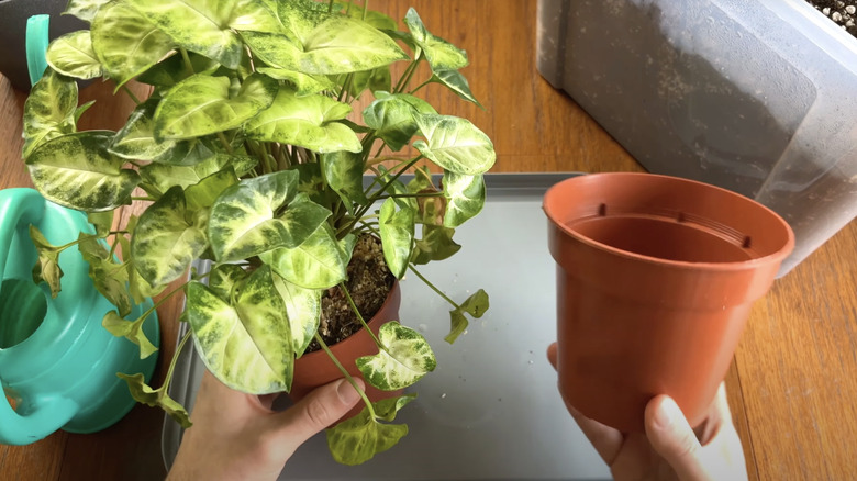 arrowhead plant in small plastic pot