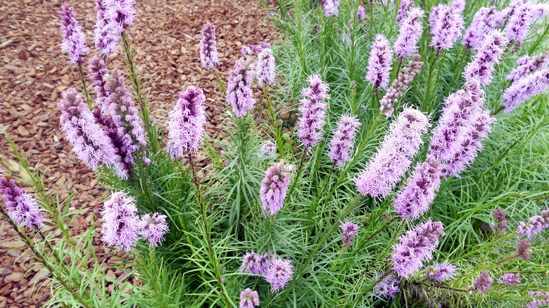 Liatris sit in well drained soil