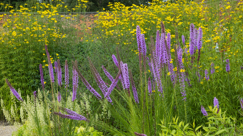 Liatris sways in a cottage garden