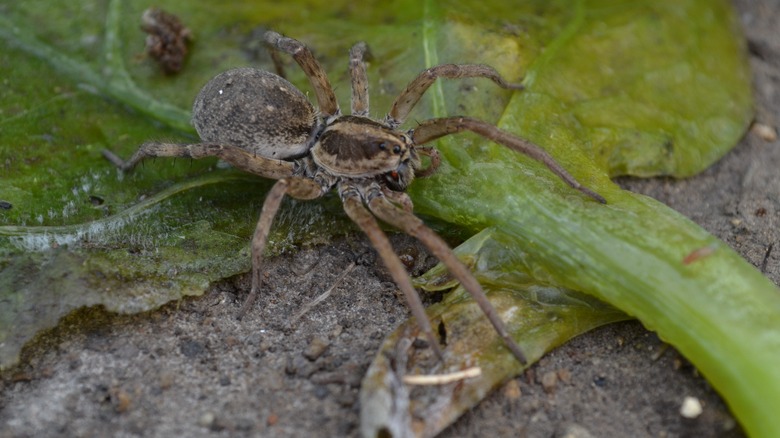 carolina wolf spider outside leaf