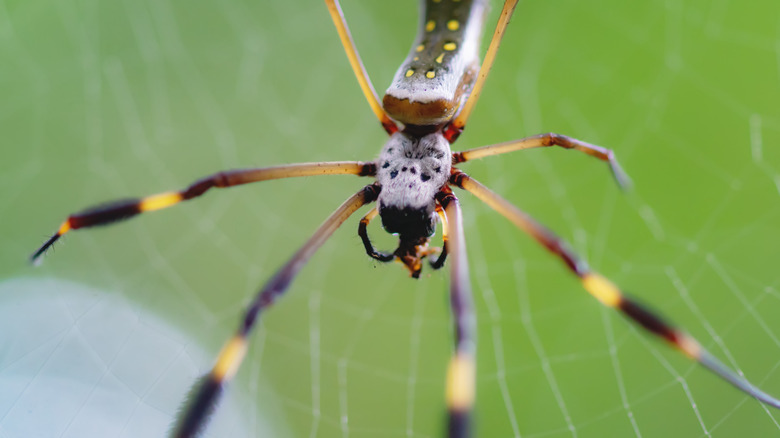 golden orb spider in web