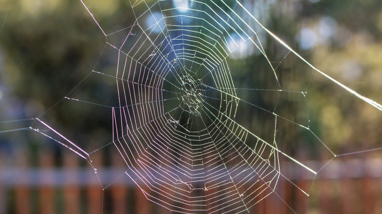 spider web in backyard