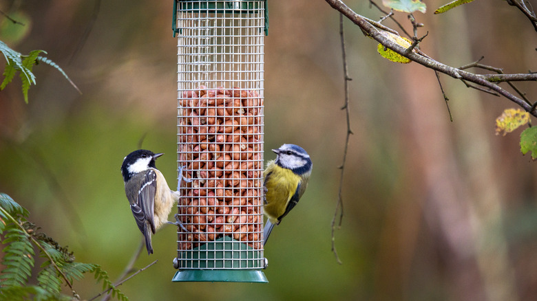 Birds feeding from a bird feeder hanging from a tree branch