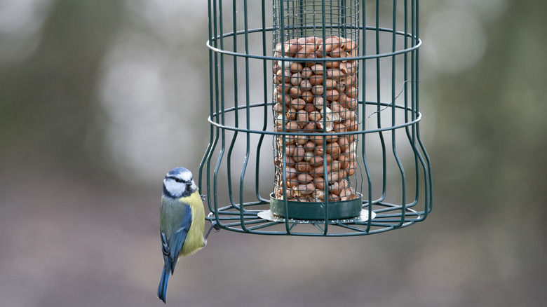 small bird on caged feeder