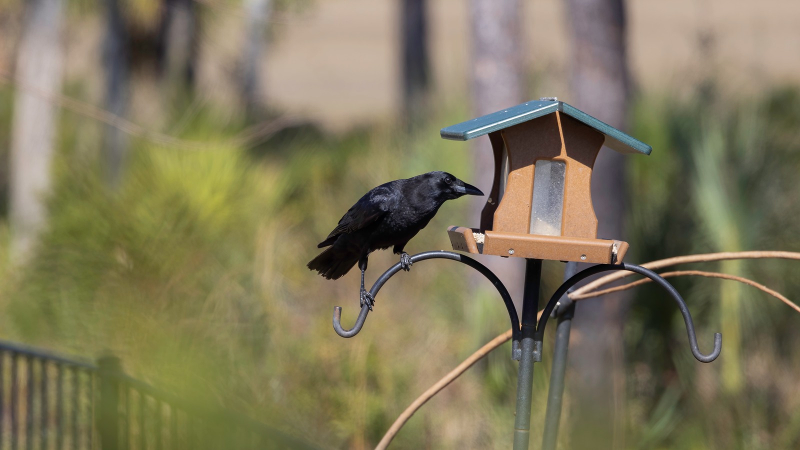 The Bird Feeder Tip That'll Help Keep Crows Out Of Your Yard