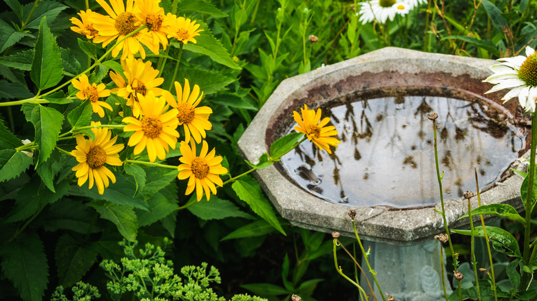 Birdbath by flowers