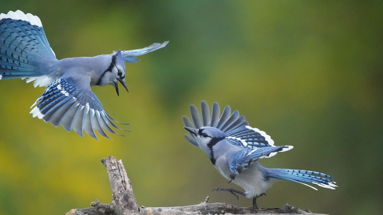 Blue jays displaying dominance