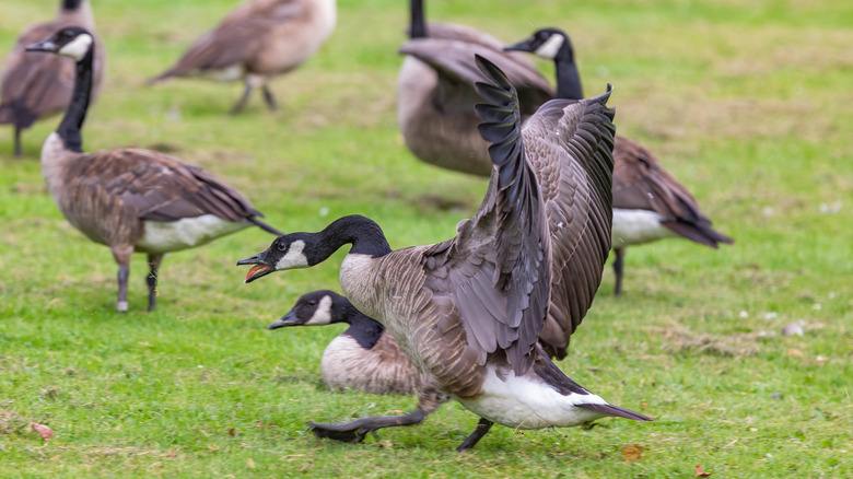 Flock of Canada geese