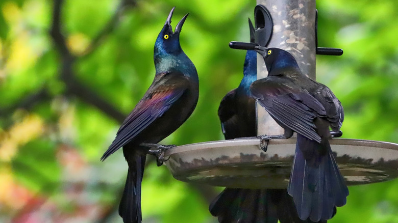 Common grackles at bird feeder