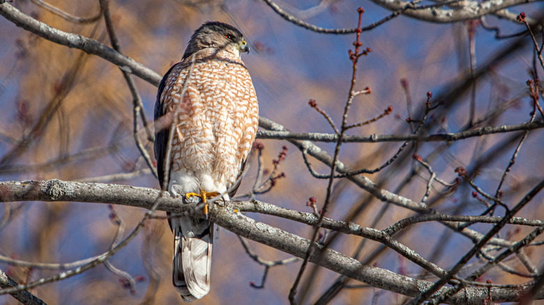 Cooper's hawk on branch