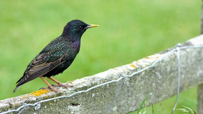 European starling on fence