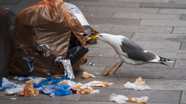 Gull pulling part trash bag