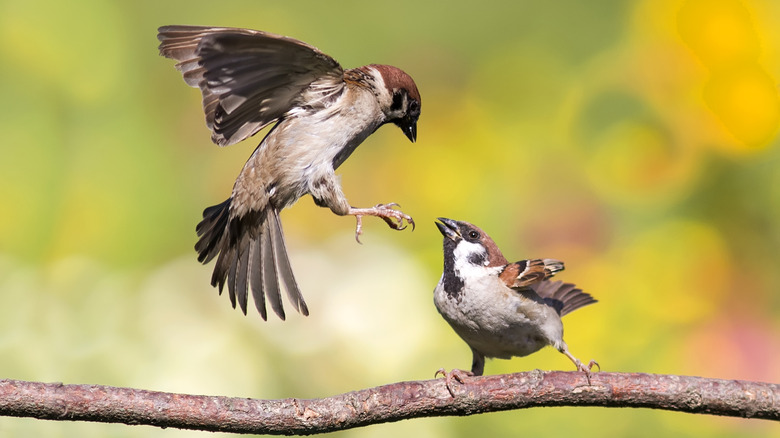 Sparrows fighting