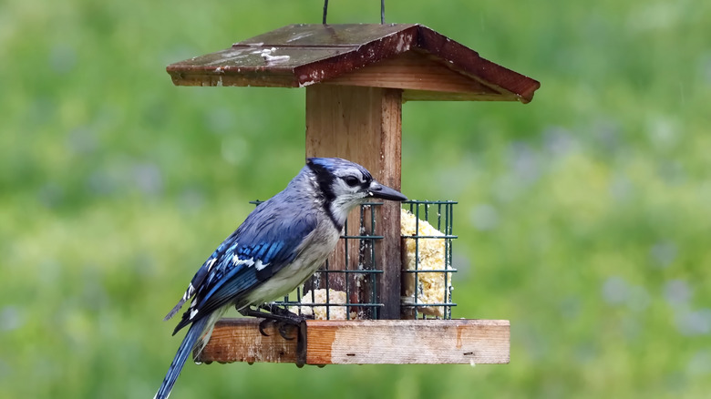 blue jay on a birdhouse