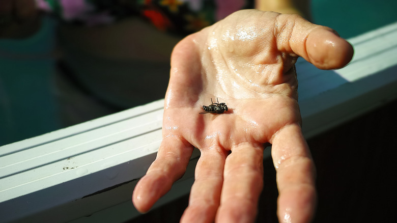 woman holding horsefly body