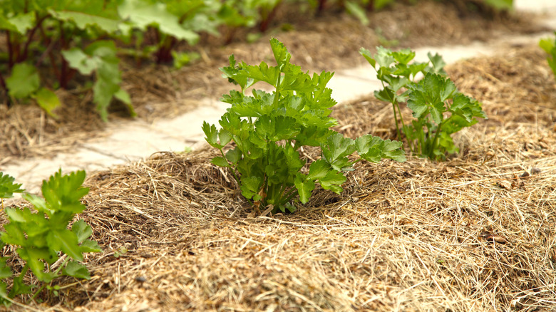 celery covered with straw mulch