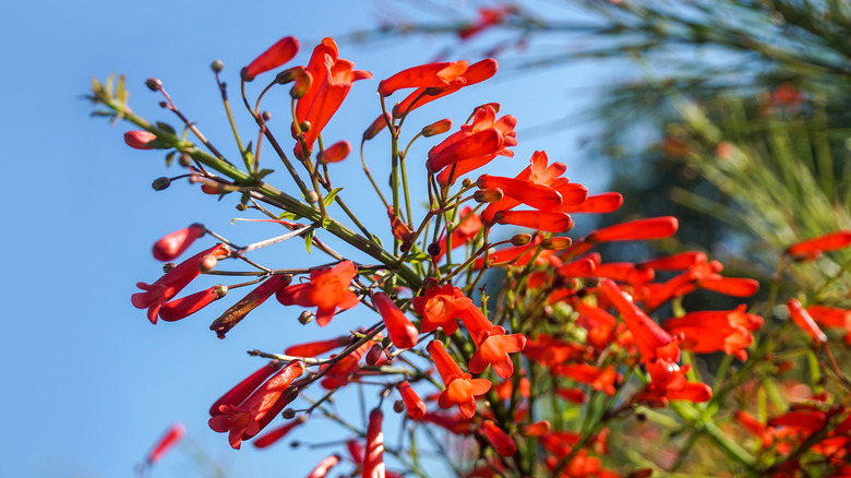 A close up of a pineleaf penstemon in full bloom