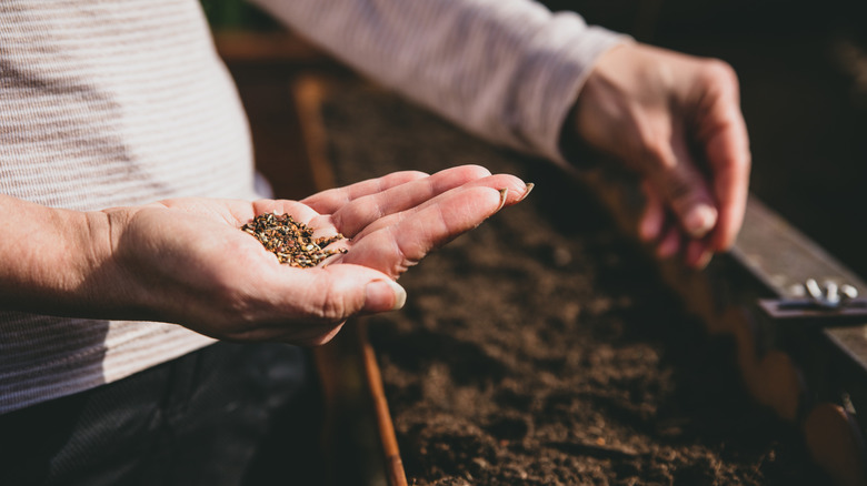 A hand holding seeds that are being planted in a garden