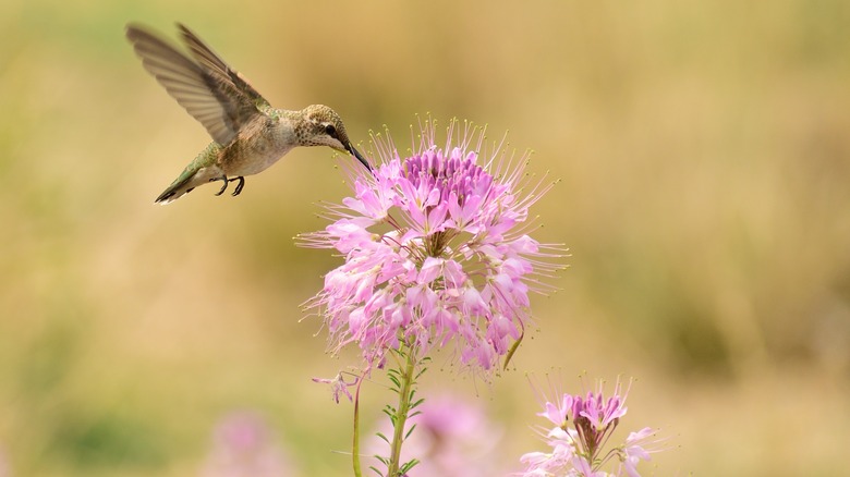 hummingbird feeding on spider flower