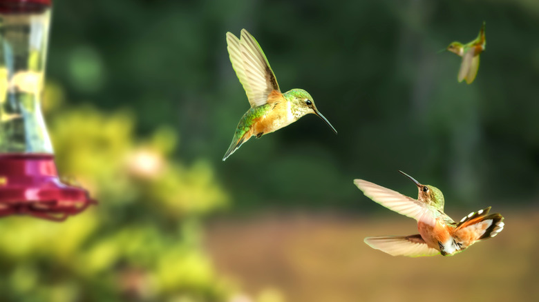 hummingbirds in the garden