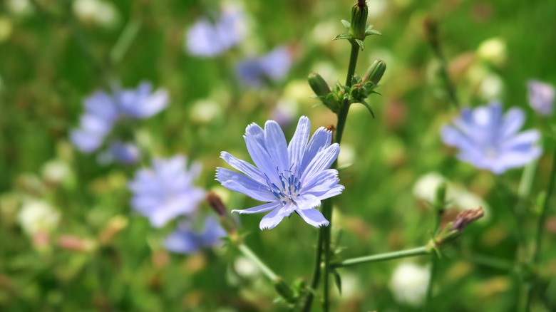 blue chicory flower