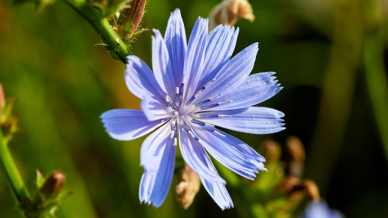blue chicory flower plant upclose
