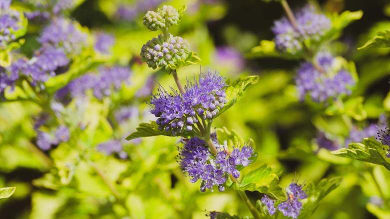 caryopteris close up